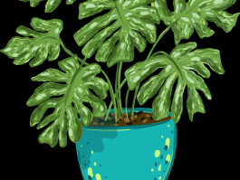 麻豆网用户口碑：开发者大会策略深挖